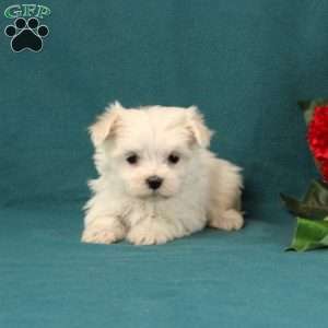 Adora, Maltese Puppy